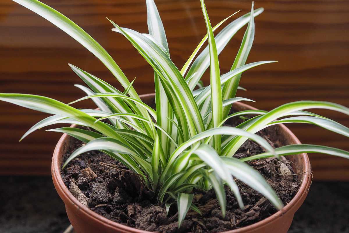 A spider plant with long, slender green leaves featuring white stripes sits in a small brown terracotta pot. 