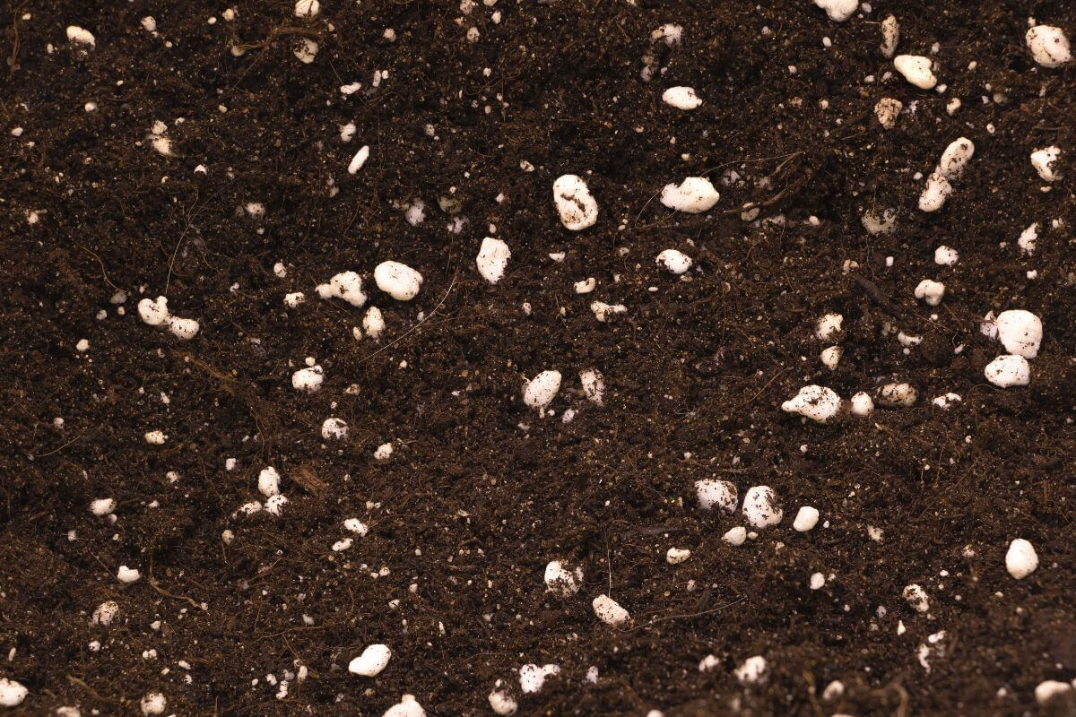 The perfect potting soil for Angel Wing Begonias, mixed with perlite