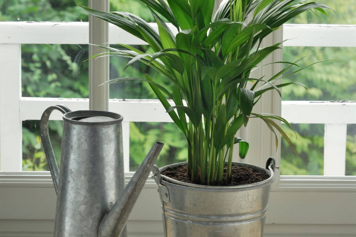 A potted bamboo palm with lush green leaves sits in a metal bucket with soil and handles. Next to it, there's a metal watering can with a long spout. 