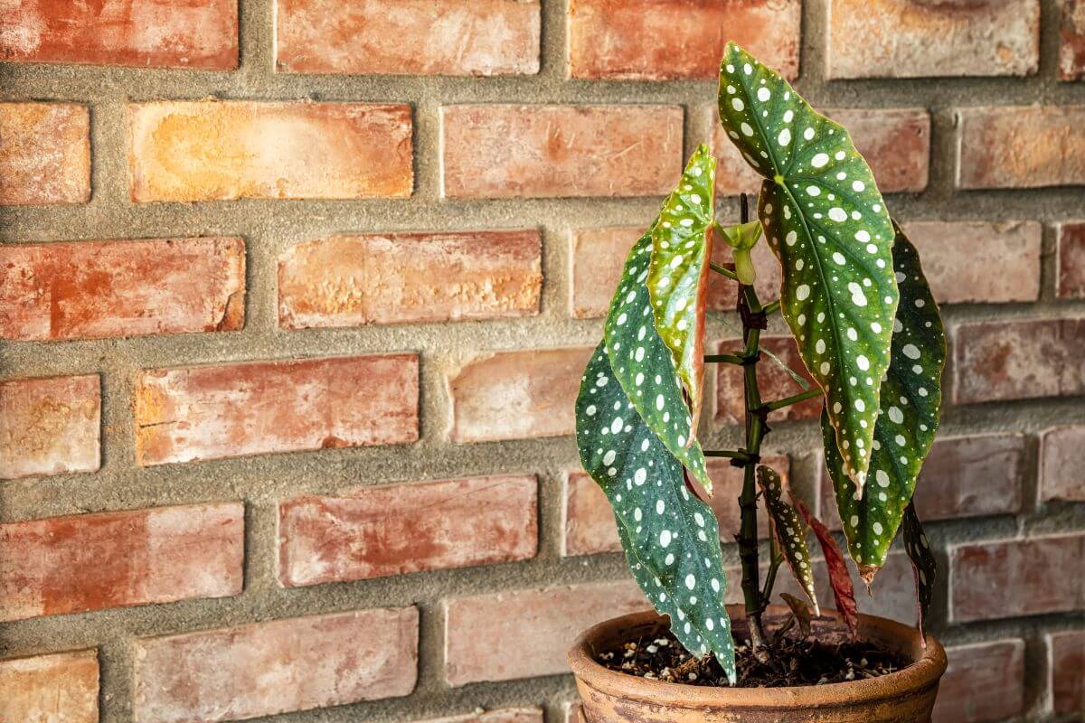 A potted Begonia Maculata with green leaves and white polka dots stands against a rustic brick wall.