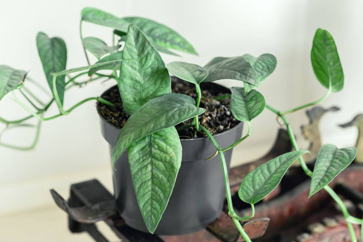 A lush green Cebu Blue Pothos with elongated heart-shaped leaves is placed in a black plastic pot.