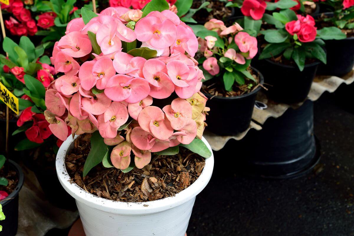 A lush crown of thorns plant with light pink flowers and green leaves thrives in a white pot, surrounded by other vibrant flowering plants in black pots.