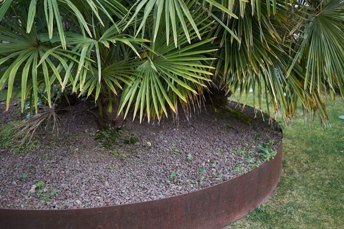 A curved, raised garden bed with a rusty metal edge contains a fan palm with several green, fan-like fronds.