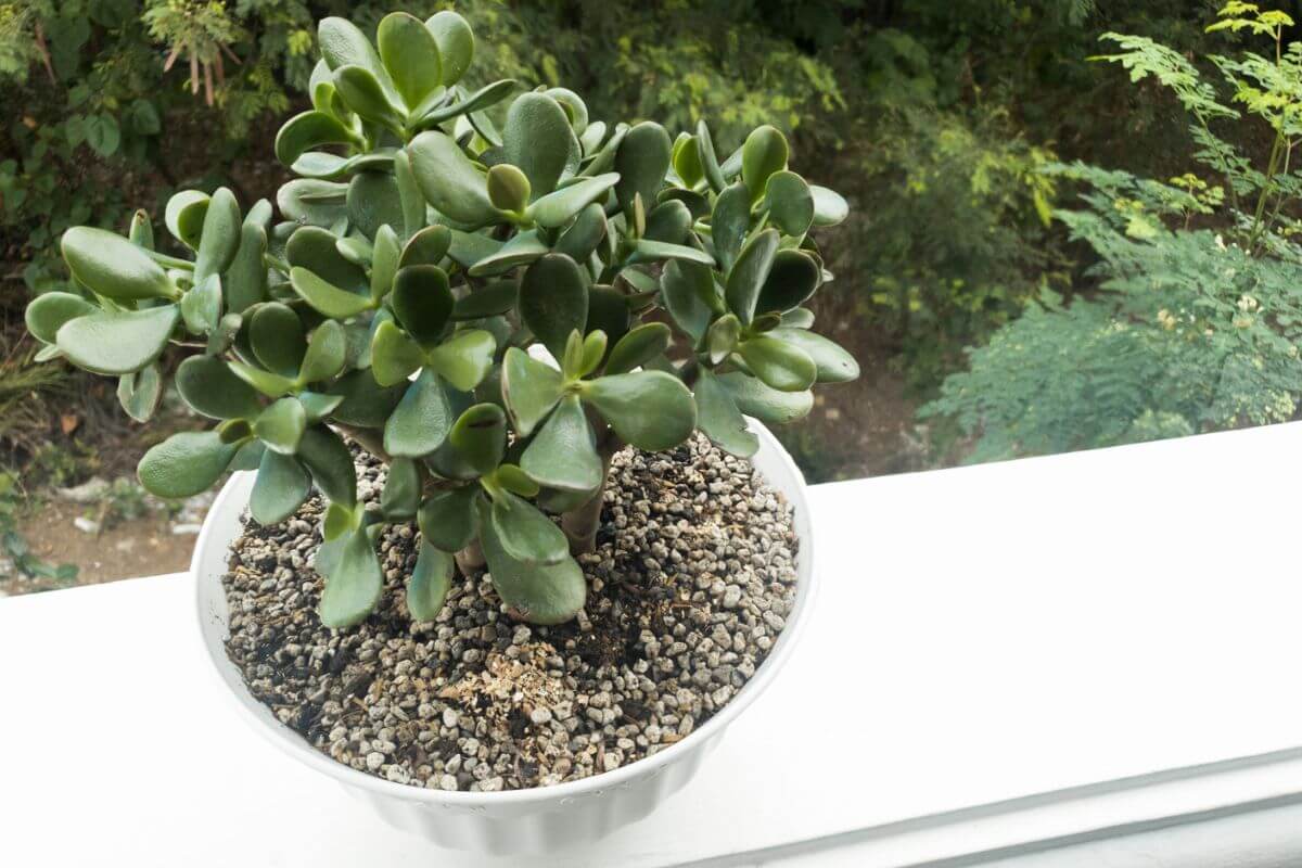 A jade plant with thick, dark green leaves sits gracefully in a white pot filled with pebbles.