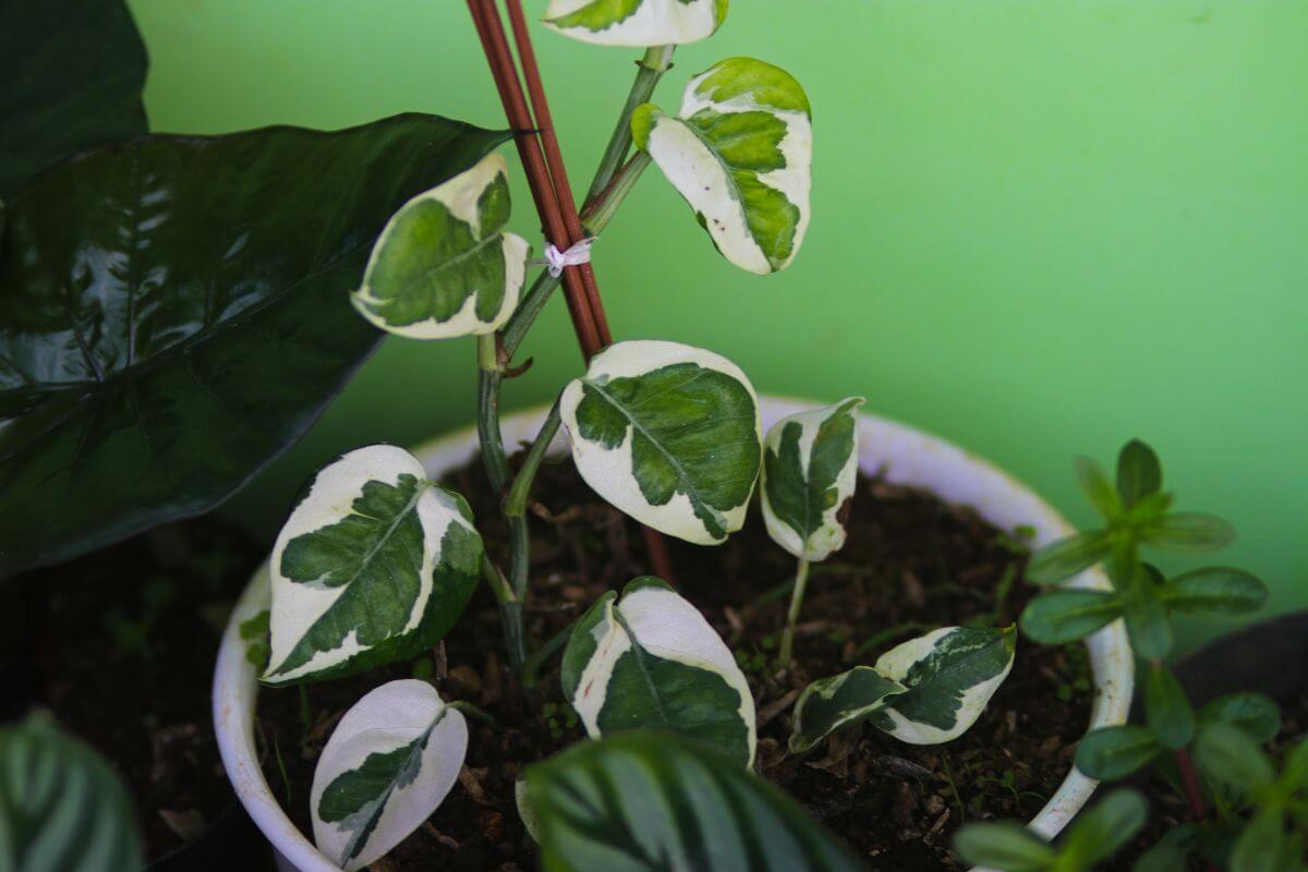 A potted NJoy Pothos with green and white variegated leaves supported by a small wooden stick.