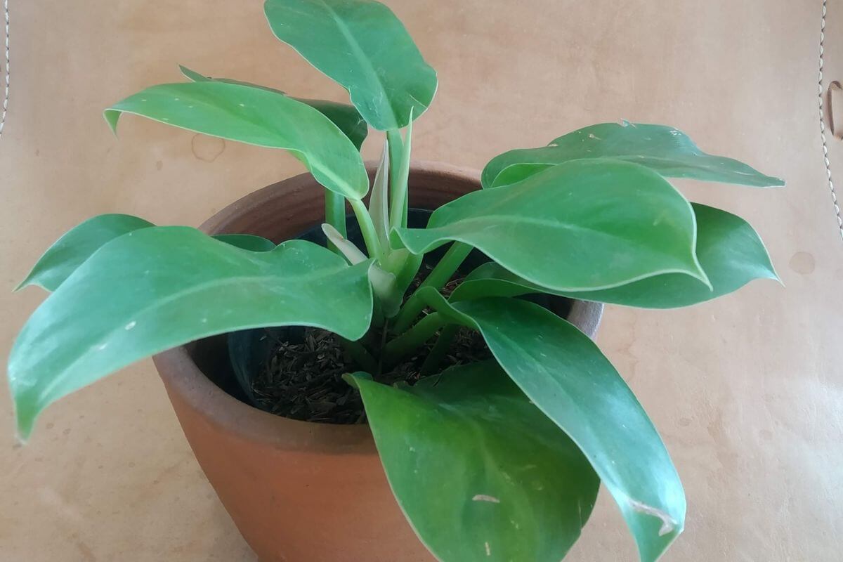 A small potted philodendron lemon lime with broad, glossy green leaves in a terracotta pot is placed on a light-colored surface.