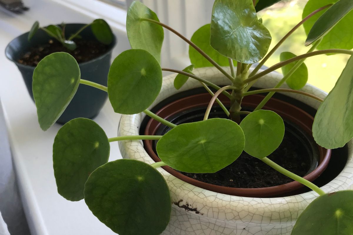 Close-up of two Pilea peperomioides plants on a windowsill.