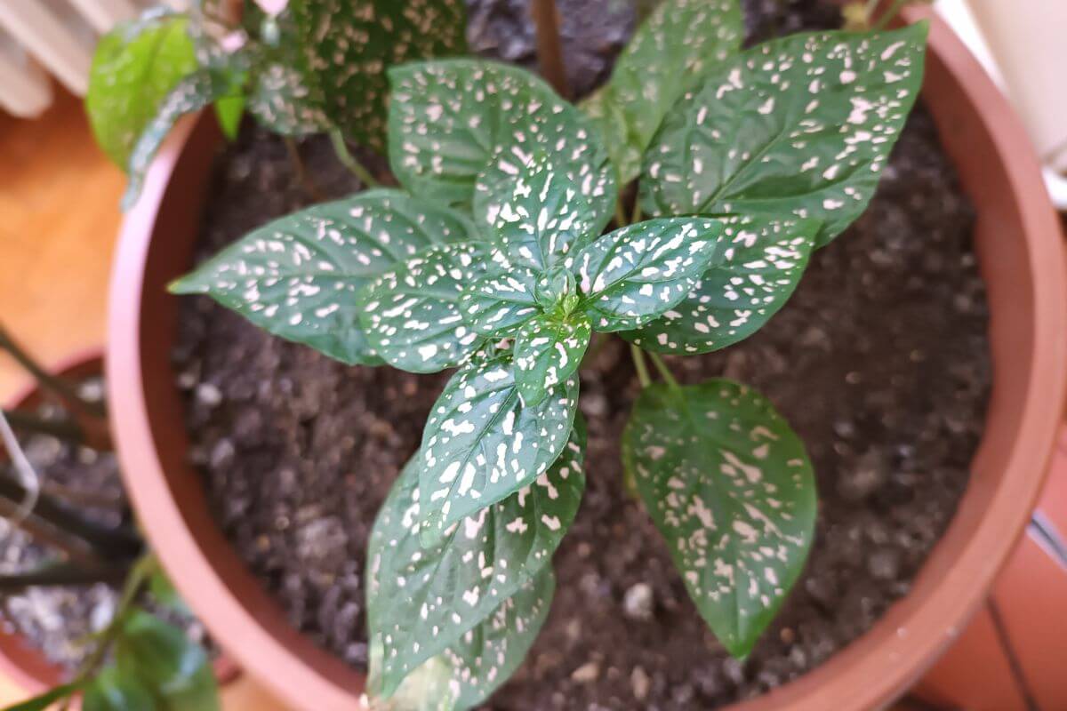 A green polka dot plant with white speckles on its leaves is shown in a close-up view.