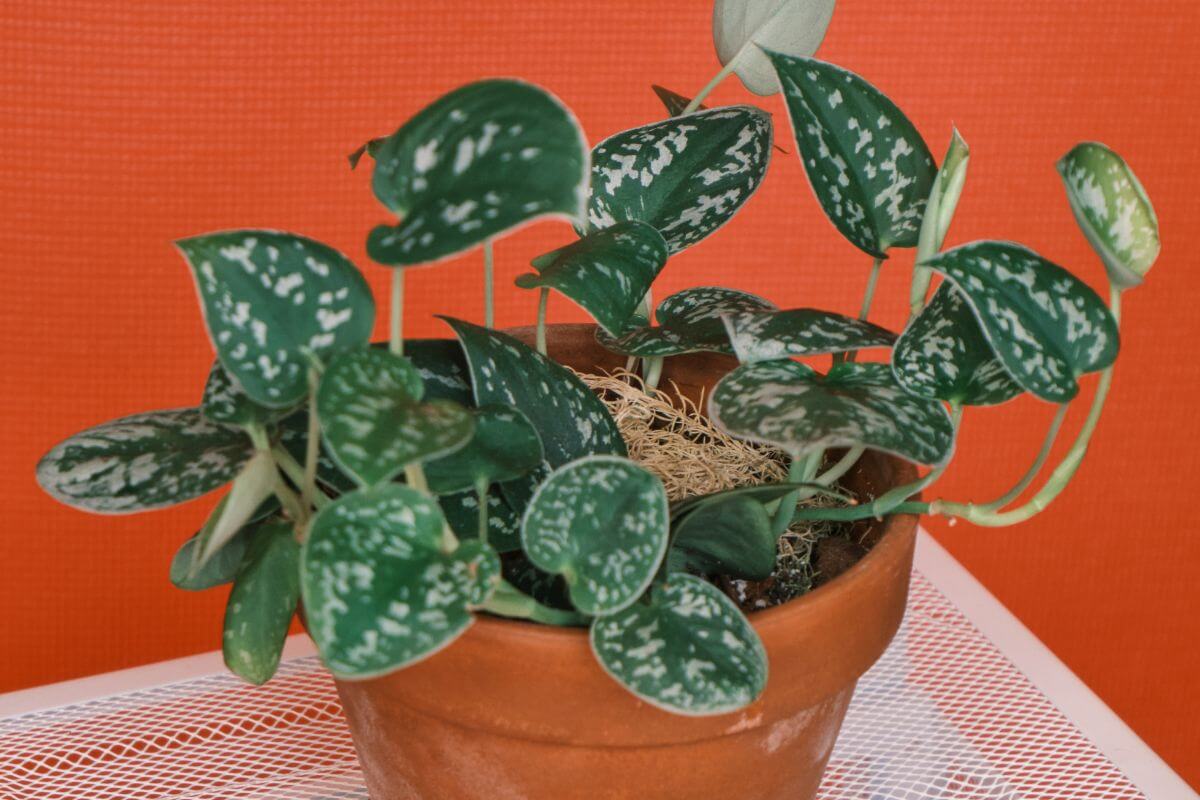 A potted silver satin pothos with oval-shaped, dark green leaves speckled with silver markings is placed on a white mesh surface.