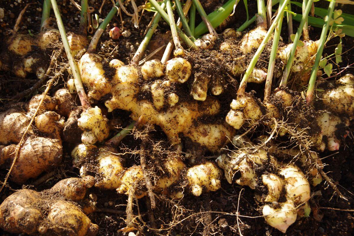 A close-up image of ginger roots with green stalks attached, covered in soil.