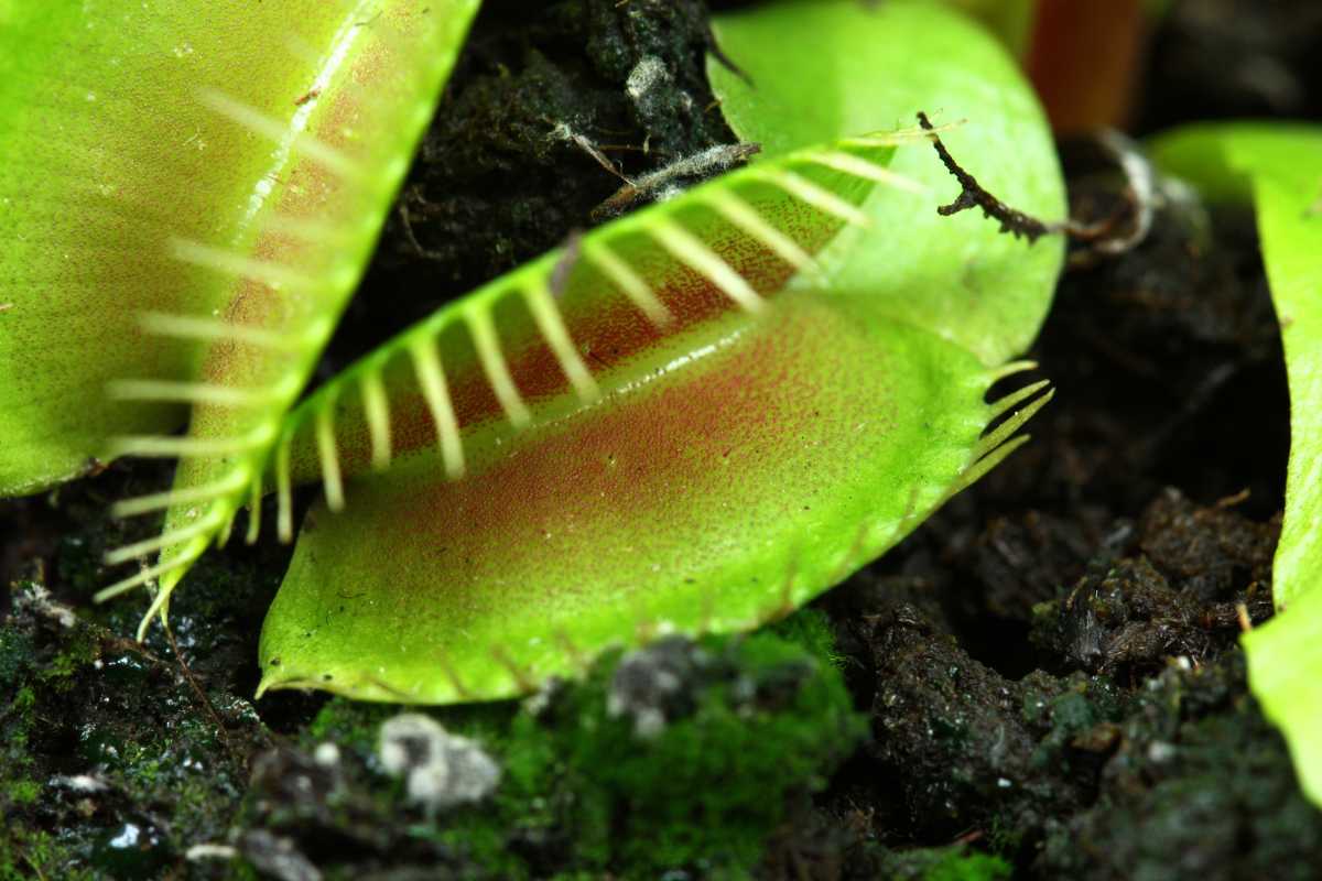 A Venus flytrap with its green, spiky-lined traps partially open, showcasing the allure of this unique plant. 