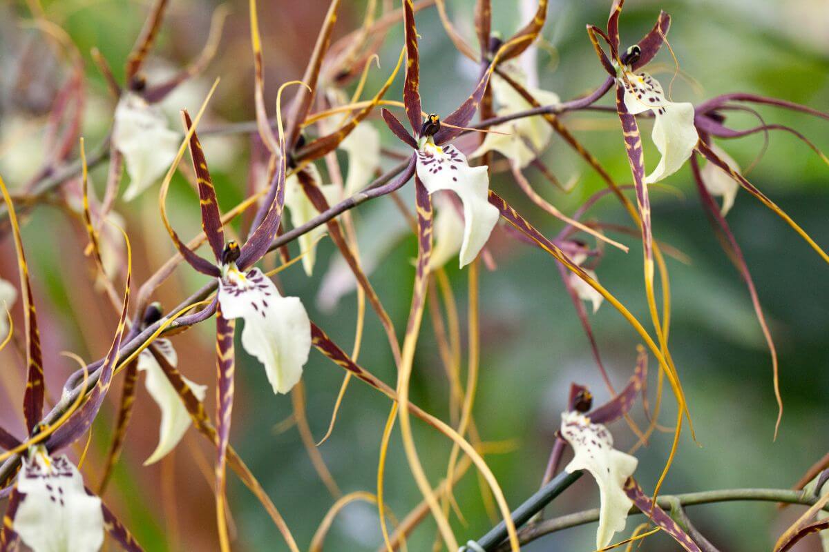 Several Brassia orchids, also known as spider orchids, with pale yellow and brownish-red petals resembling spider legs. 