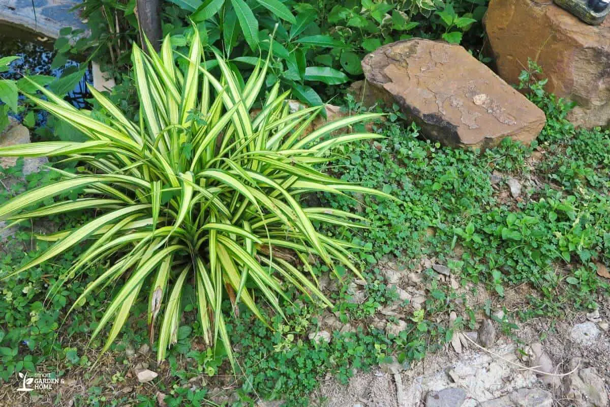 Spider Plant on Soil