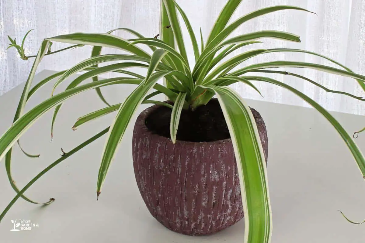Spider Plant With Drooping Leaves Due to Overwatering