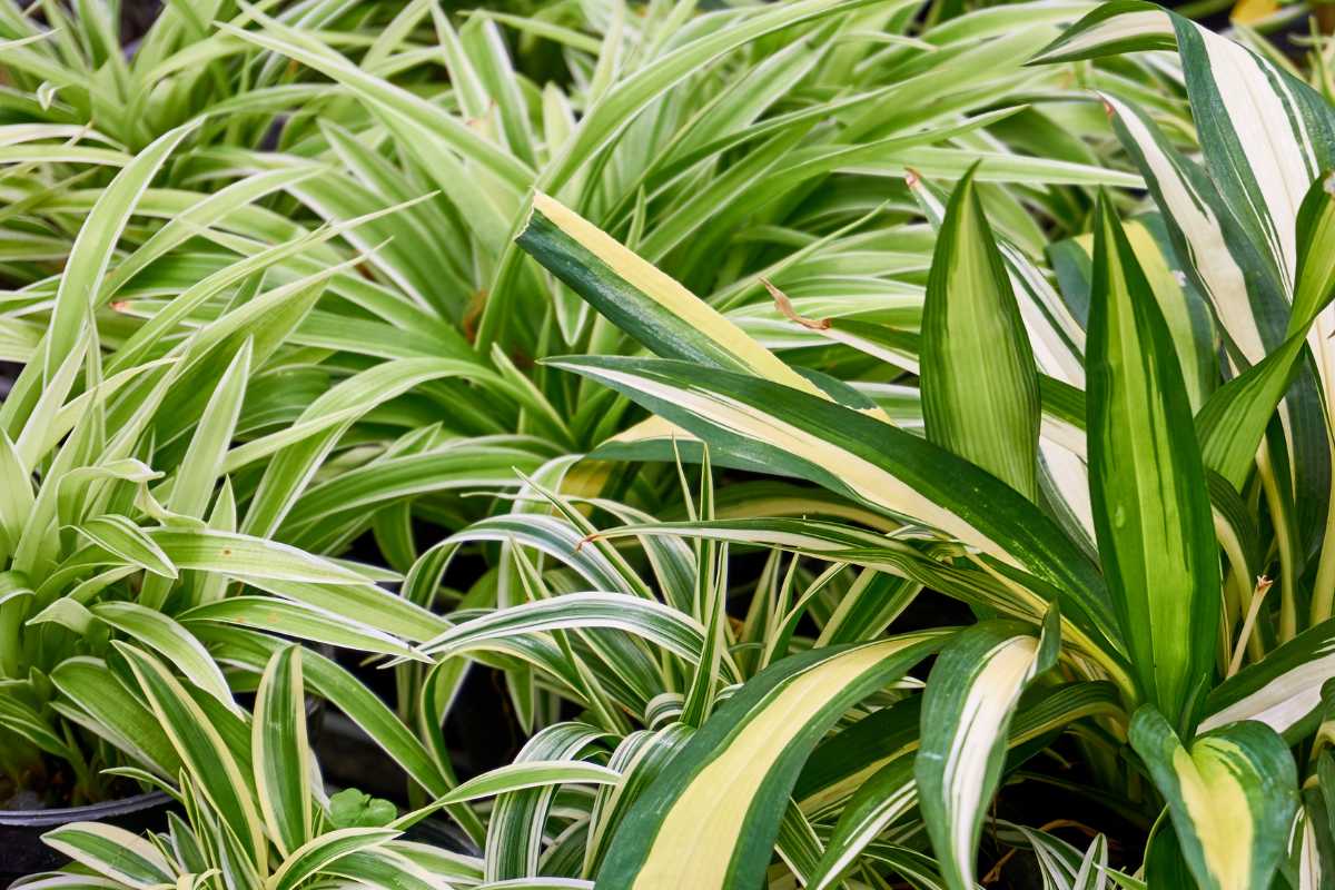 A lush, green variegated spider plants with long, arching leaves. 