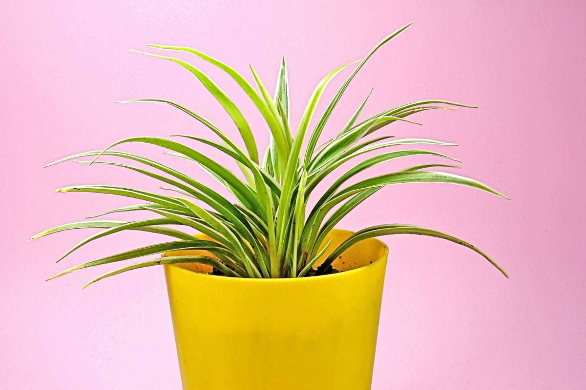 A spider plant with long, narrow leaves sits in a bright yellow pot set against a soft pink background.