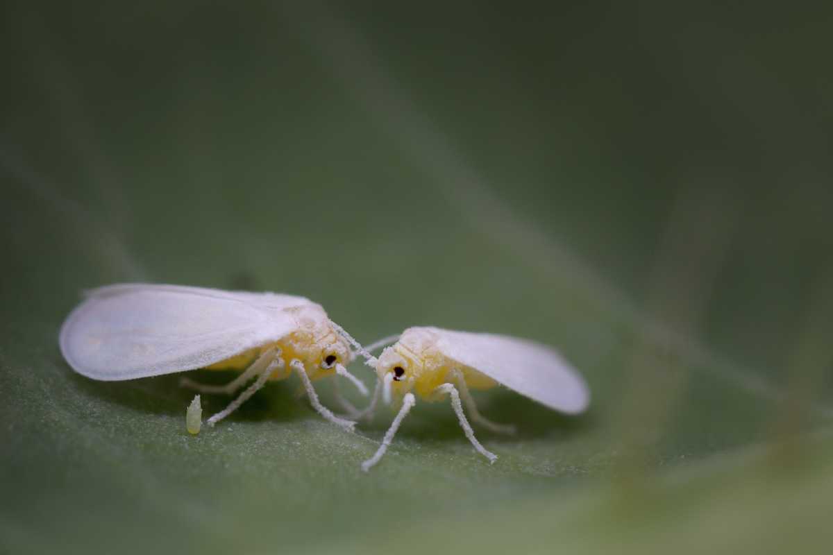 Two tiny whiteflies with translucent wings, pale bodies, and prominent black eyes facing each other on a green leaf. 