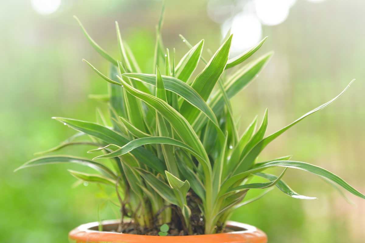 A green spider plant with long, slender leaves. 