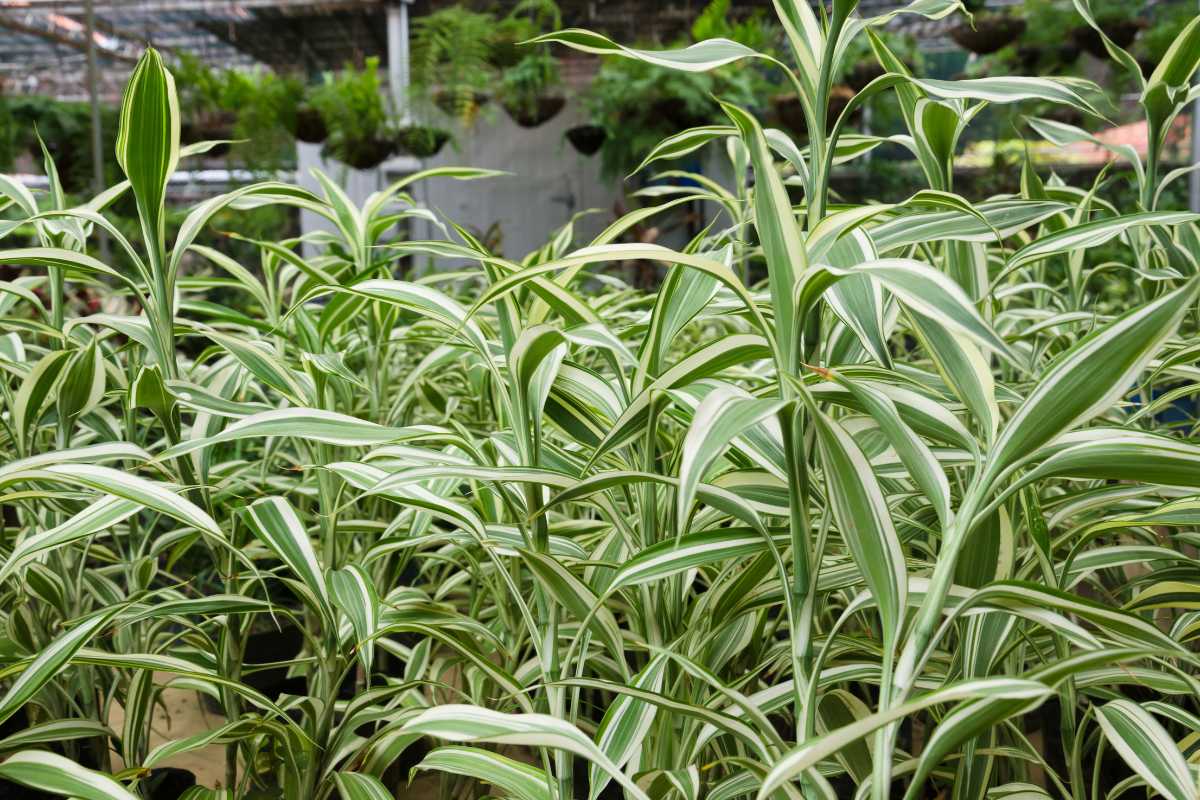 A lush garden or greenhouse filled with striped spider plants.