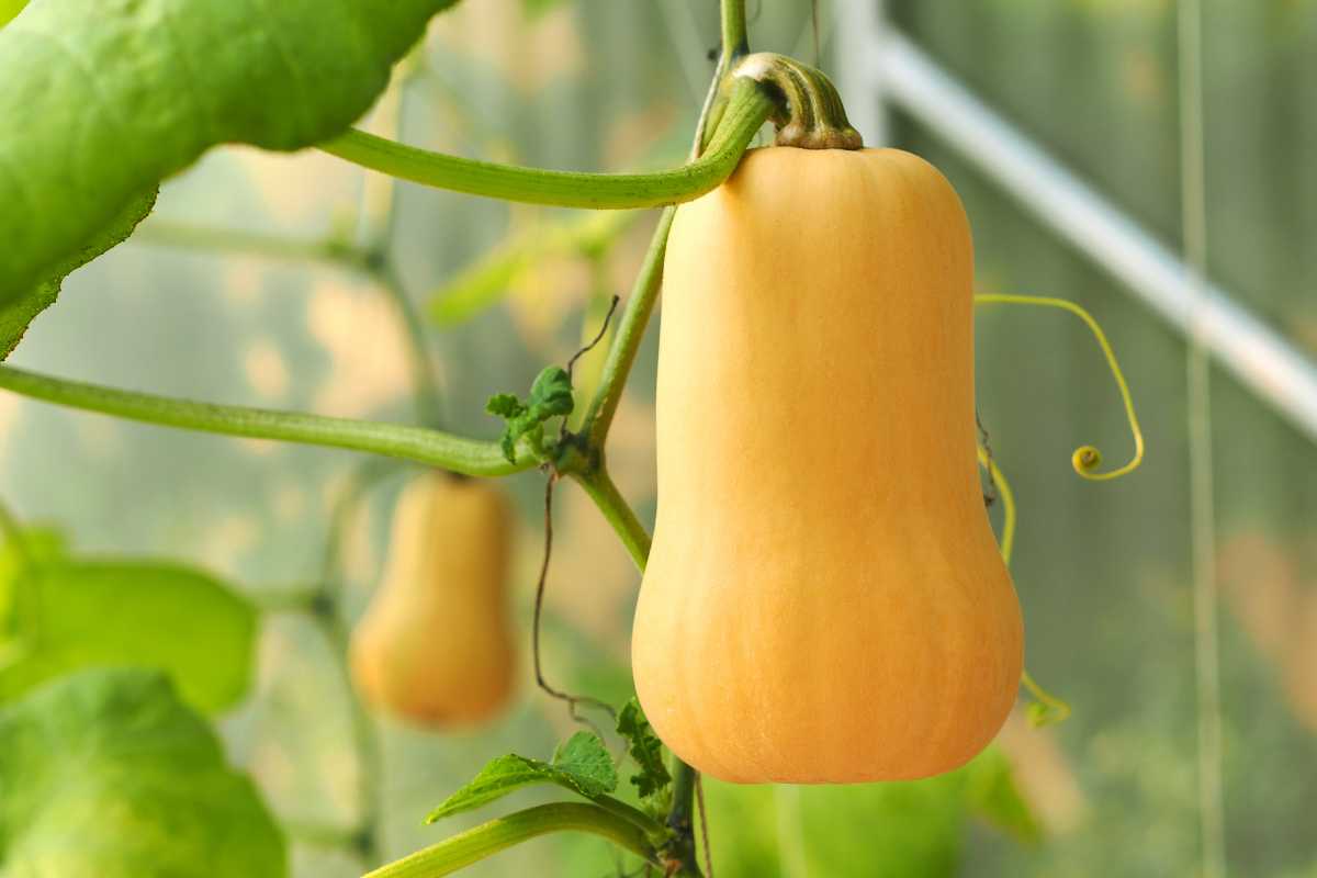 A close-up of two butternut squashes hanging from their vines in a garden. 