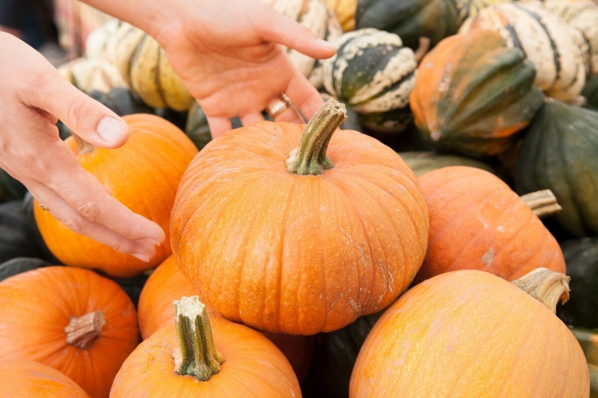 Hands holding a bright orange pumpkin with several more pumpkins and gourds in the background. 