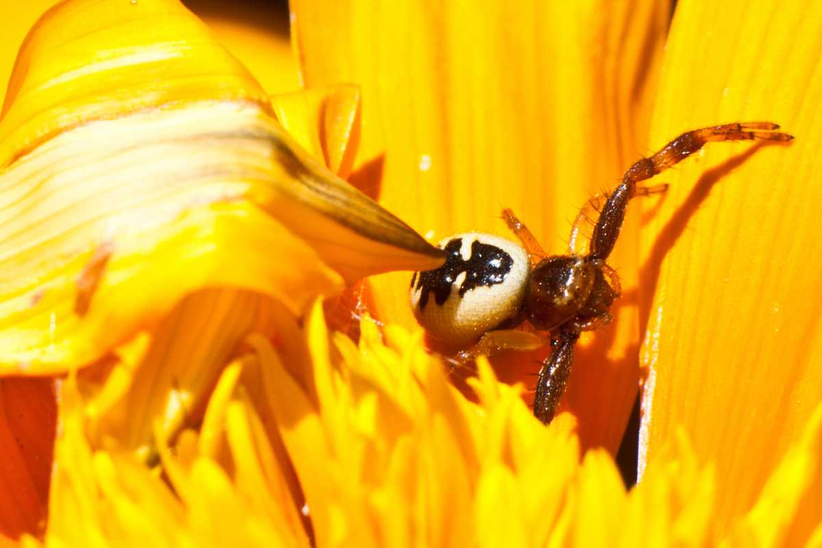 A colorful spider with distinctive black markings on its ivory-white abdomen, nestled among the bright yellow petals of a sunflower.