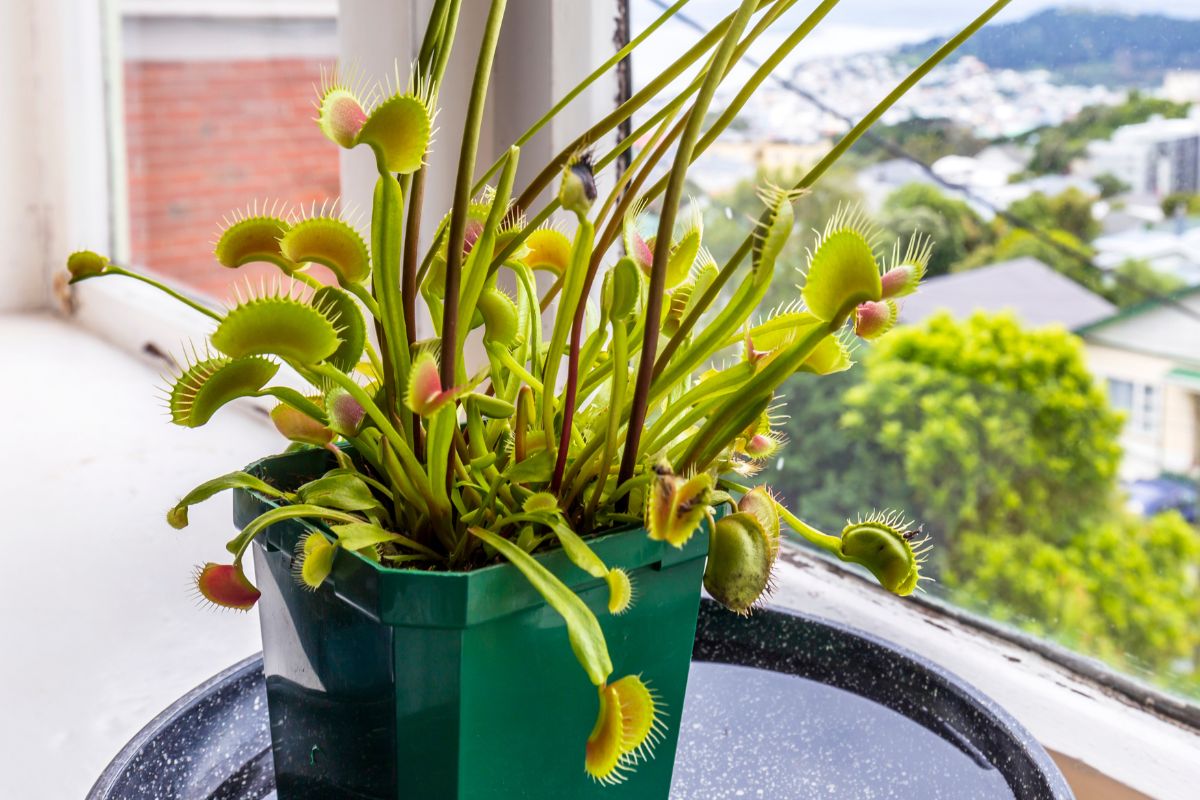 A green Venus flytrap plant in a green pot sits on a black surface near a window, basking in the light.