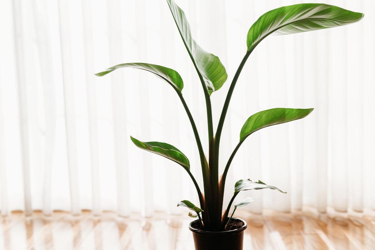 A potted Cast Iron plant with long, broad green leaves is placed indoors, in front of sheer white curtains that allow natural light to softly illuminate the room. 