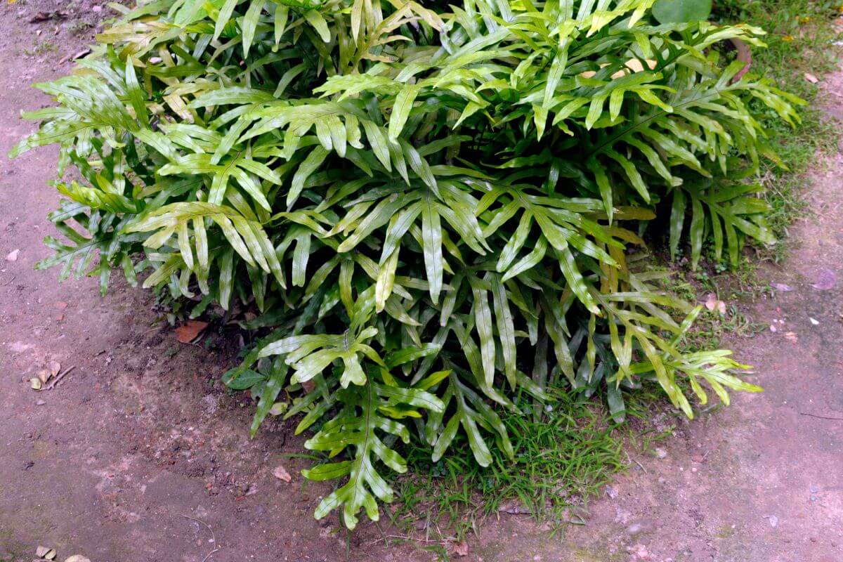 A lush, green kangaroo paw fern with long, narrow, and slightly wavy leaves sits in a patch of soil and grass.