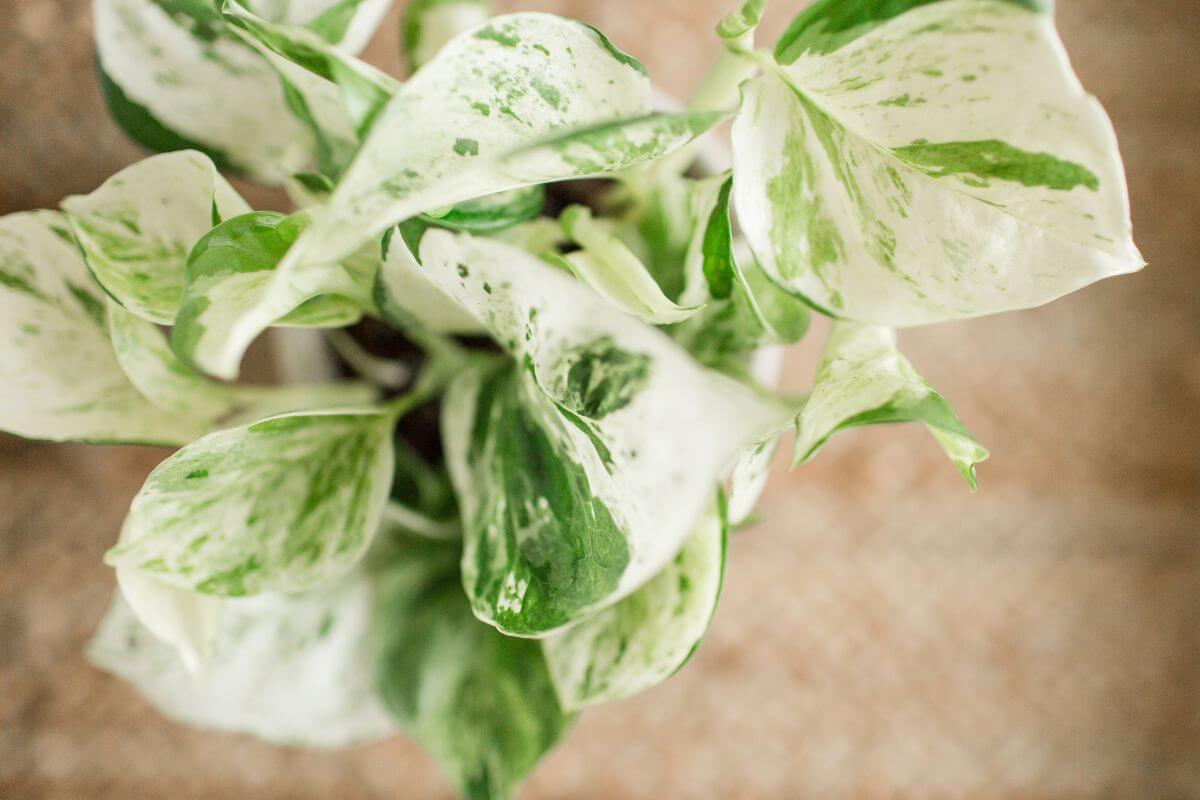 A close-up of a pearls and jade pothos plant with large leaves, displaying a mix of green and white variegation.