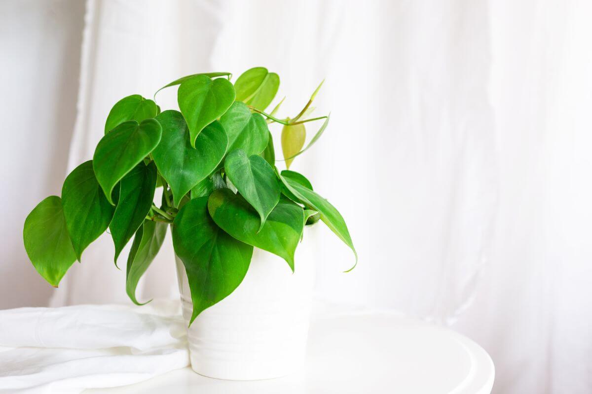 A lush philodendron with large, heart-shaped green leaves is placed on a white surface against a white fabric backdrop.