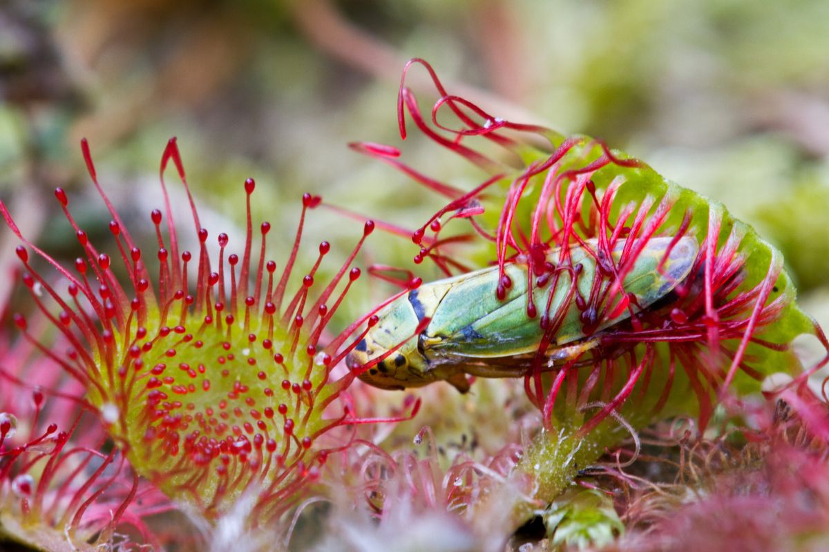 An image of a brightly colored insect, possibly a leafhopper, caught in the sticky red tentacles of a sundew plant. 