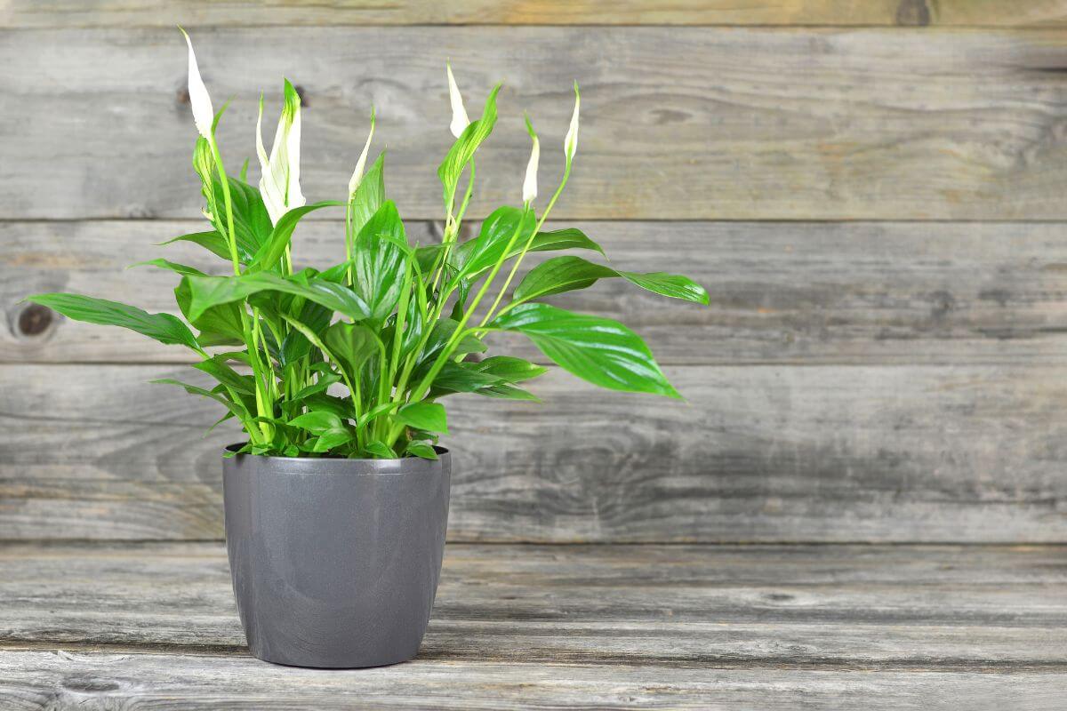 A potted peace lily with glossy green leaves and white blooms sits on a wooden surface against a weathered wooden background.