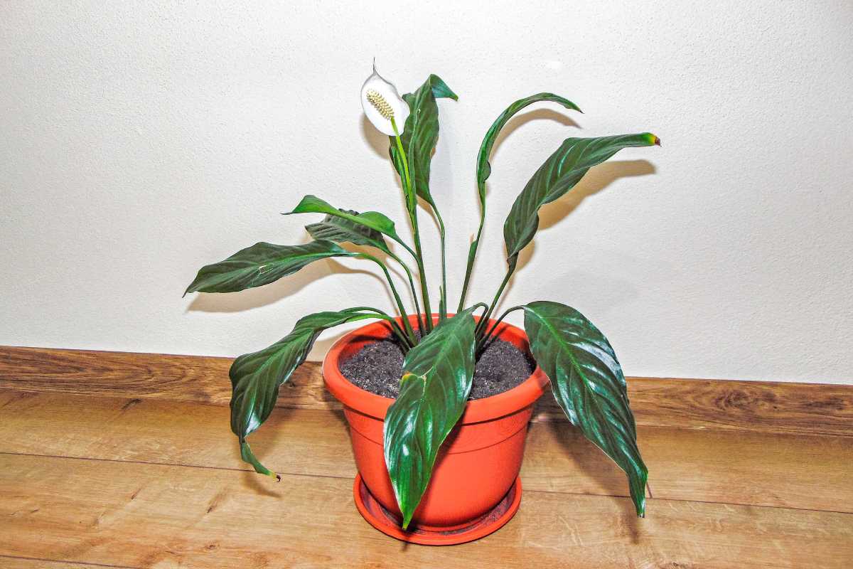 A peace lily with dark green leaves and a single white flower blooms in a bright orange pot. 