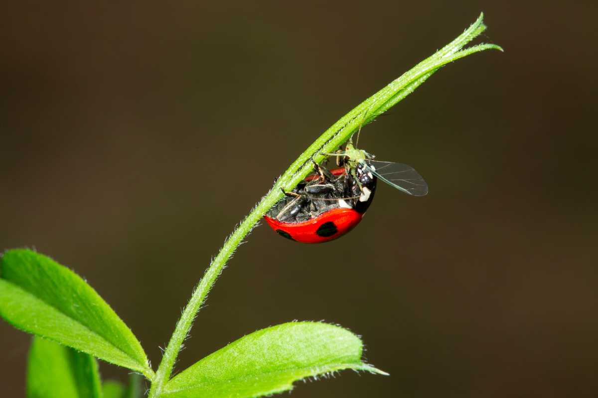 A red ladybug with black spots perched on a green plant stem. The ladybug is gently curved around the stem, with its antennae and legs visible. 