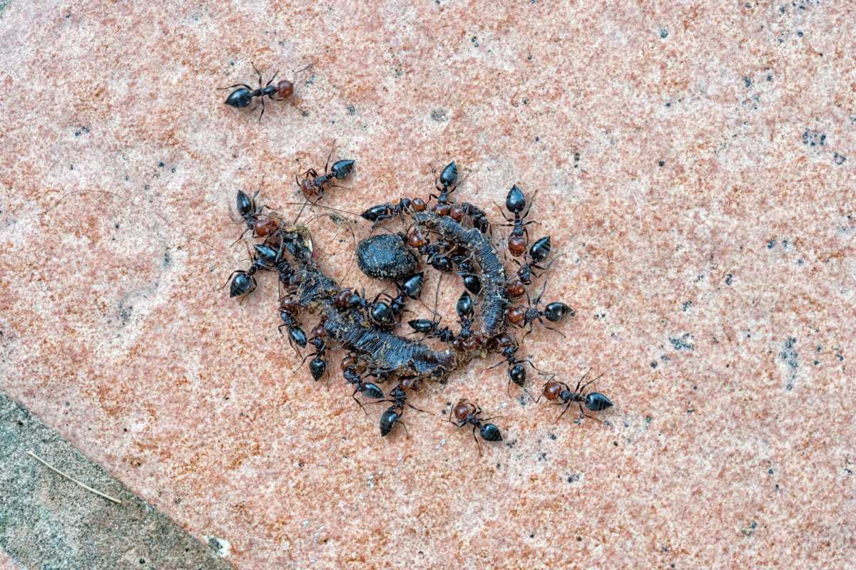 A group of ants surrounding and scavenging on a small dead insect on a reddish, textured surface. 