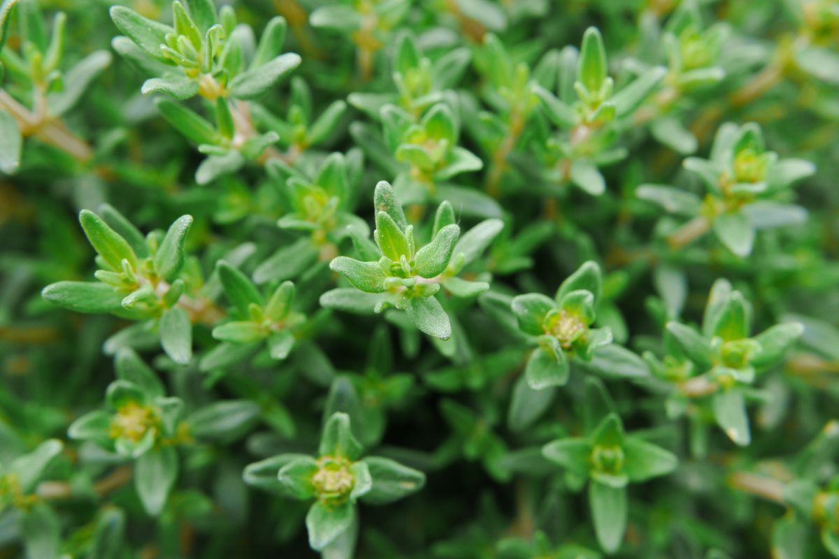 Close-up image of a lush green hydroponic thyme, showcasing its small, delicate leaves clustered together.