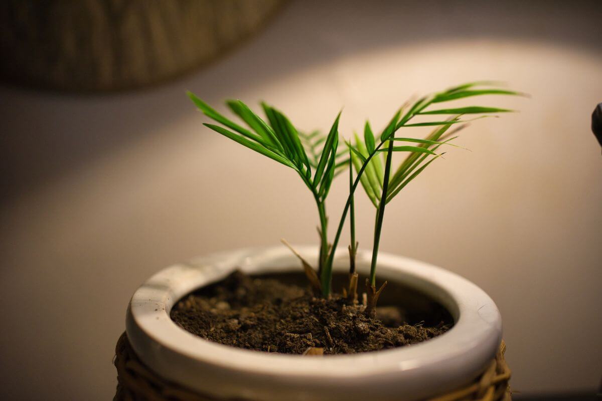 A close-up of an indoor palm with several small, green fronds growing from dark soil in a white pot.