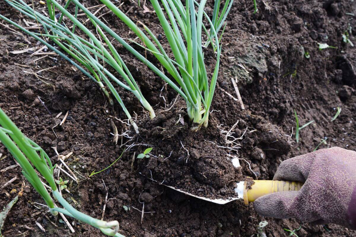 A gloved hand using a small trowel to dig soil around green onion plants growing in a garden bed. 