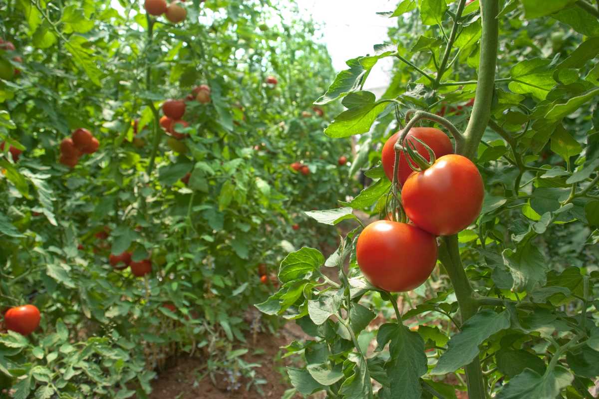 Tomato plants with deep roots and ripe red tomatoes hang on vines in a lush, green garden.