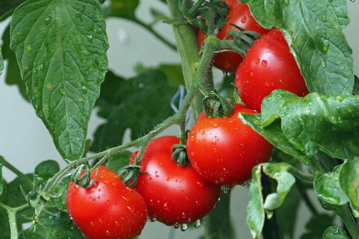 Close-up of a tomato plant with clusters of ripe, red tomatoes and lush green leaves.