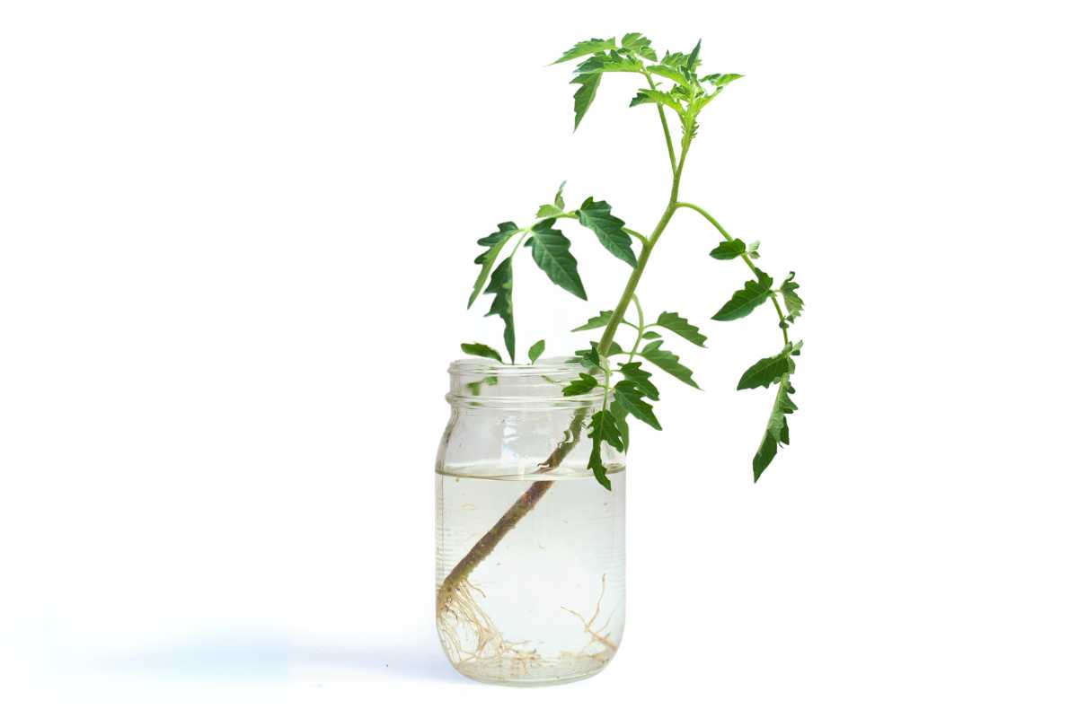 A tomato plant cutting with green leaves is placed in a clear glass jar filled with water,