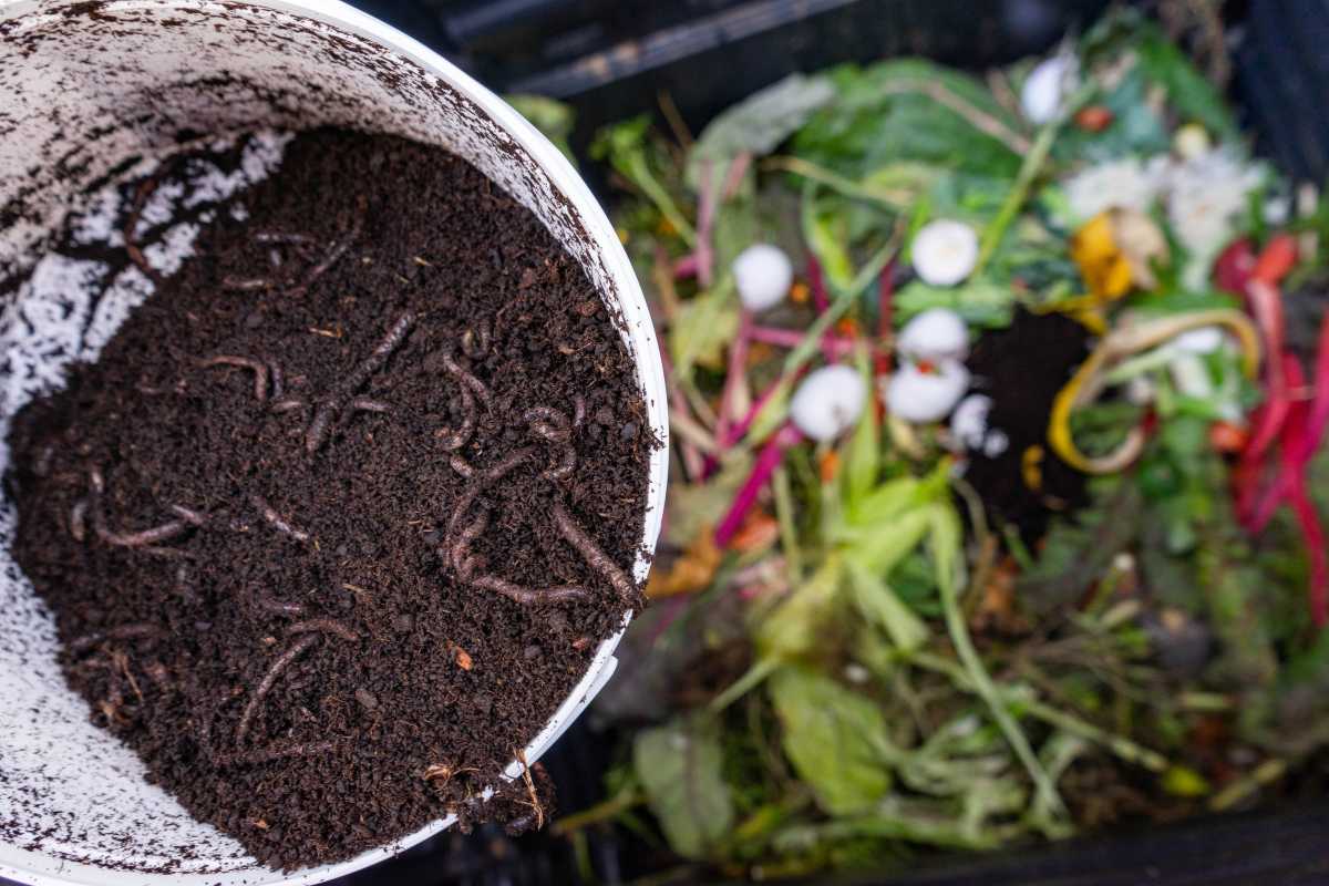 A container with soil and worms being emptied into a compost bin filled with various food scraps and vegetable peels. The scene illustrates the process of composting organic waste to use worm castings as a rich, natural fertilizer.