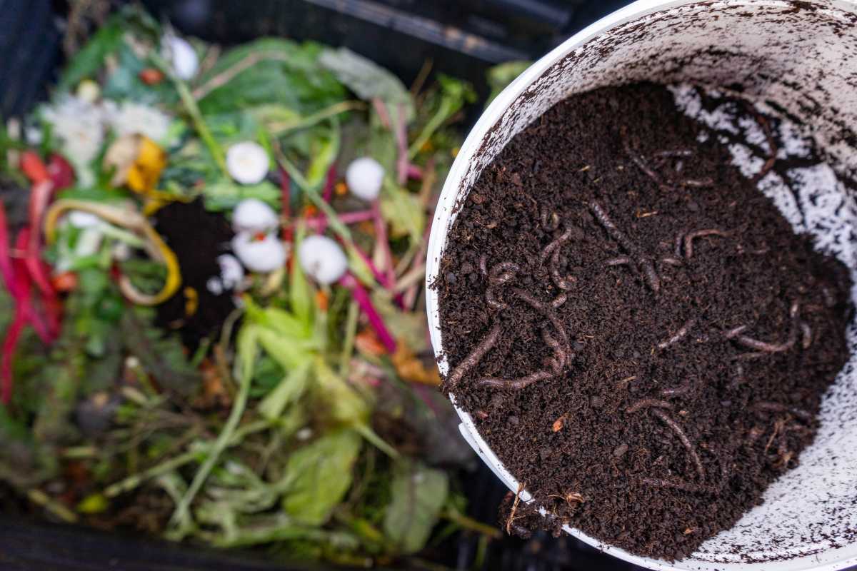 A compost bin filled with vegetable scraps and organic material. A white bucket is being tilted to add soil rich with earthworms to the bin.