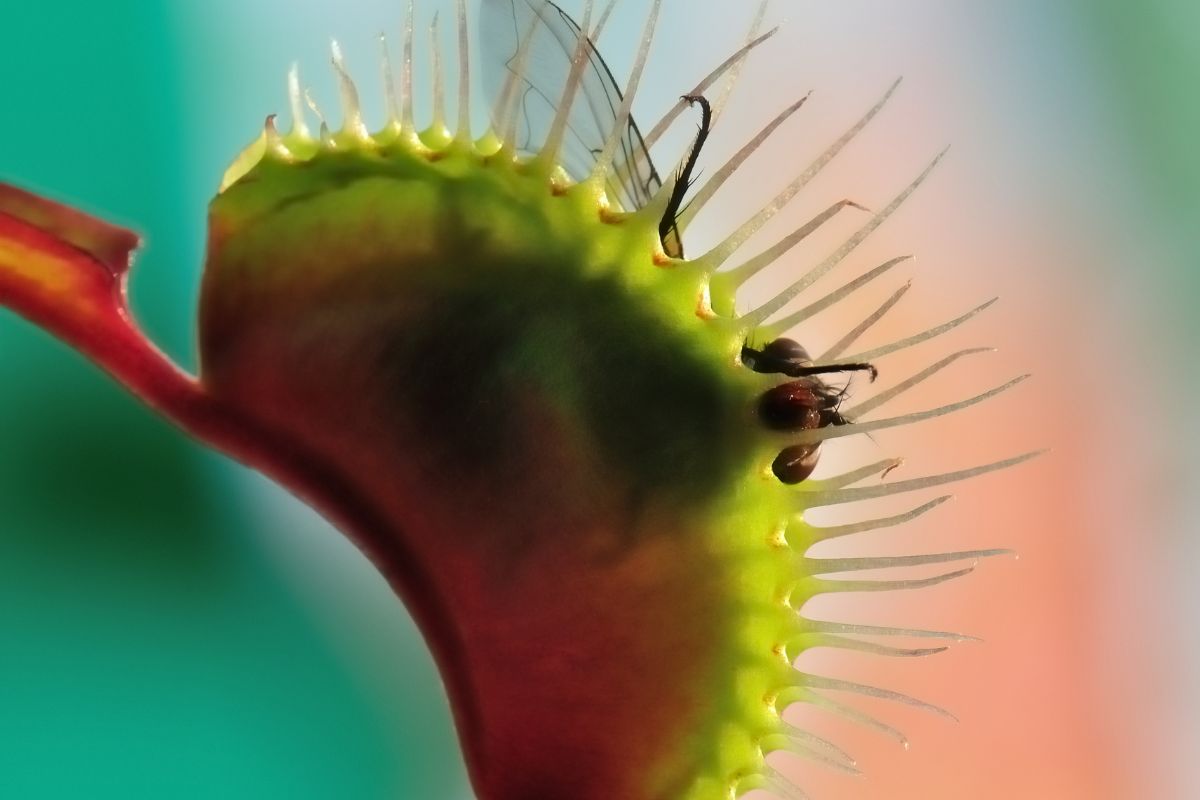 Close-up of a Venus flytrap in action, with its semi-closed green and reddish trap capturing an insect.