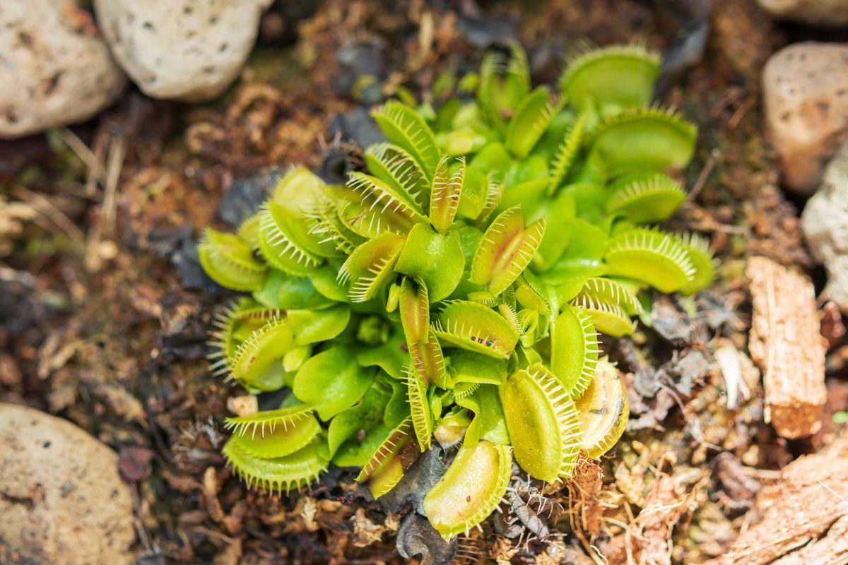 A top-view photograph of a green Venus flytrap plant growing outdoors.