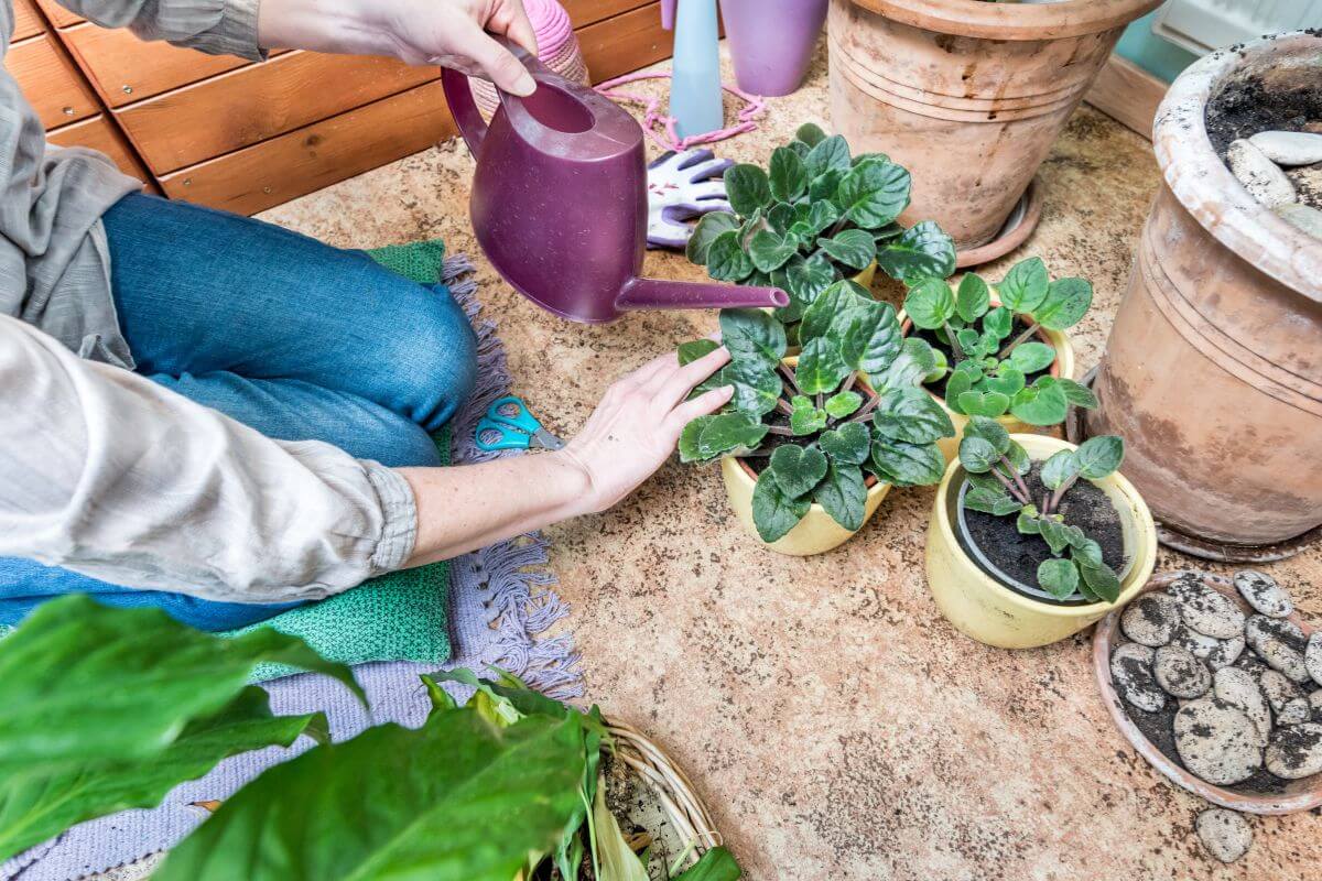 A person, seated on the floor, uses a purple watering can to nurture indoor potted plants, including an african violet. 