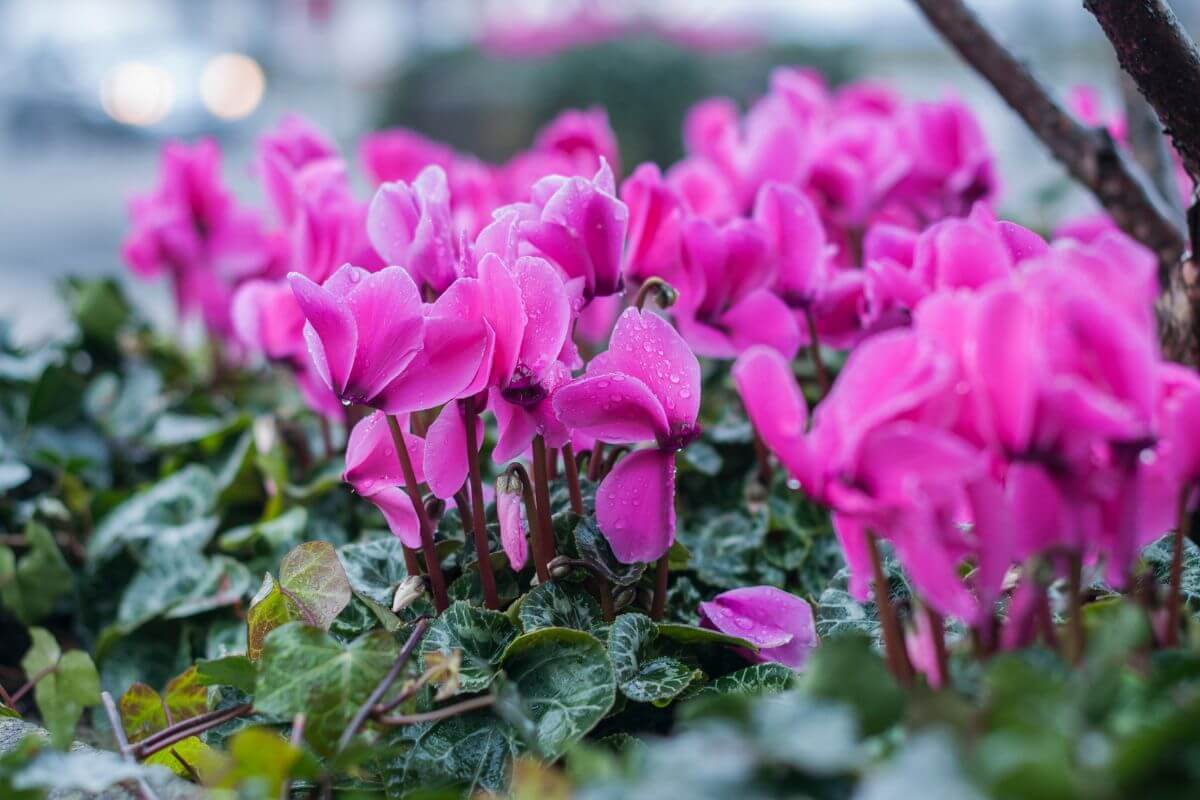 A close-up shot of vibrant pink cyclamen flowers in full bloom.