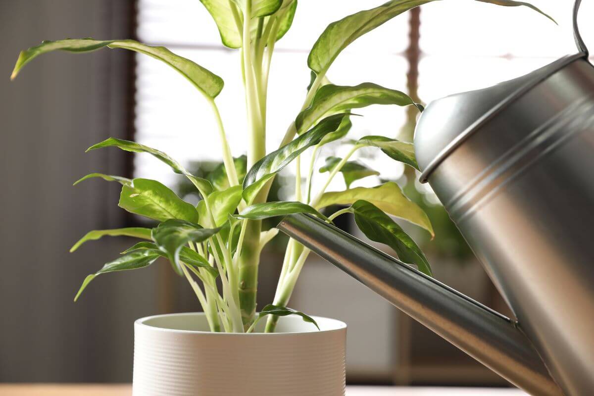 A close-up of a green dieffenbachia houseplant in a white pot being watered with a metal watering can.