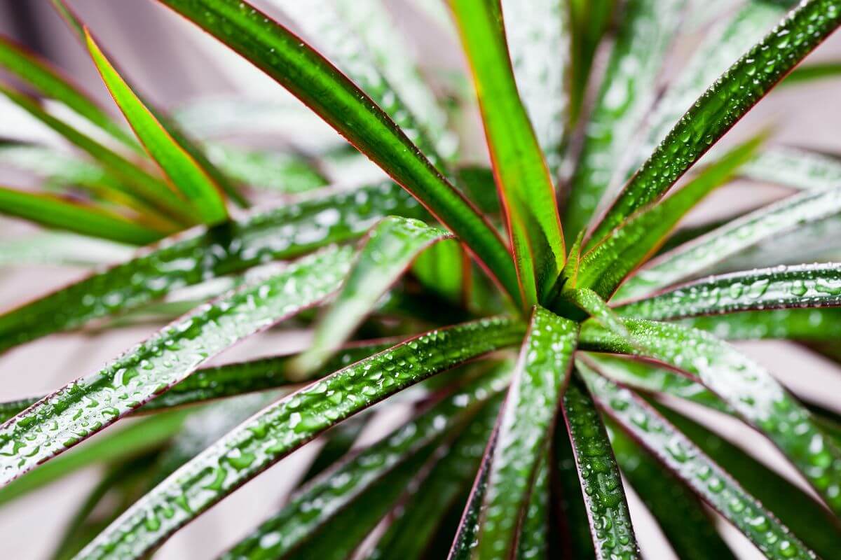 Close-up of spiky dragon tree leaves with reddish edges, covered in tiny water droplets.